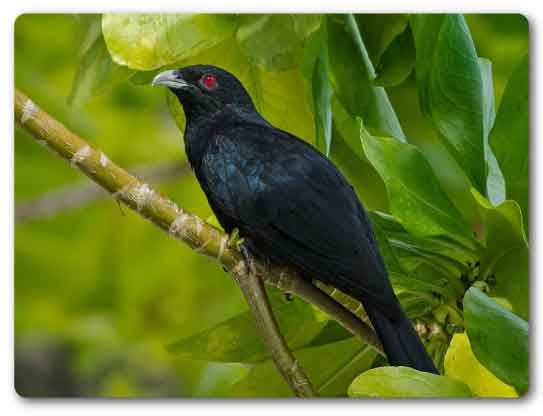  Jharkhand State bird, Asian koel, Eudynamys scolopaceus 